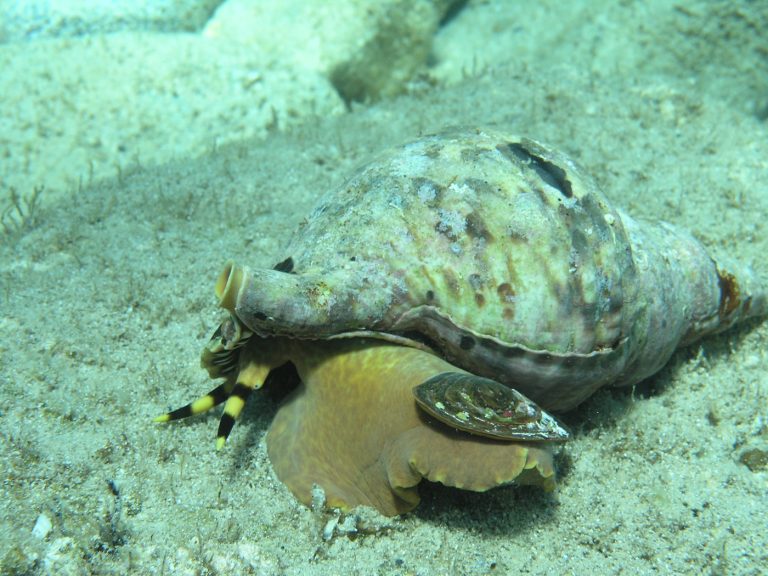 snorkeling-chania (14)