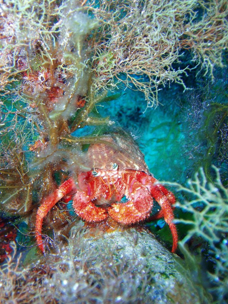snorkeling-chania (16)